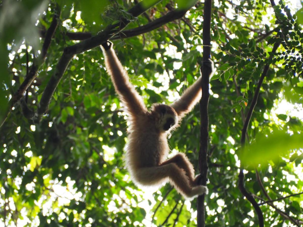 Lucky Bamboo'Bungalows-Resto And Orangutan Jungle Trekking Tours ブキットラワン エクステリア 写真