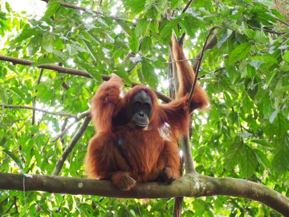 Lucky Bamboo'Bungalows-Resto And Orangutan Jungle Trekking Tours ブキットラワン エクステリア 写真