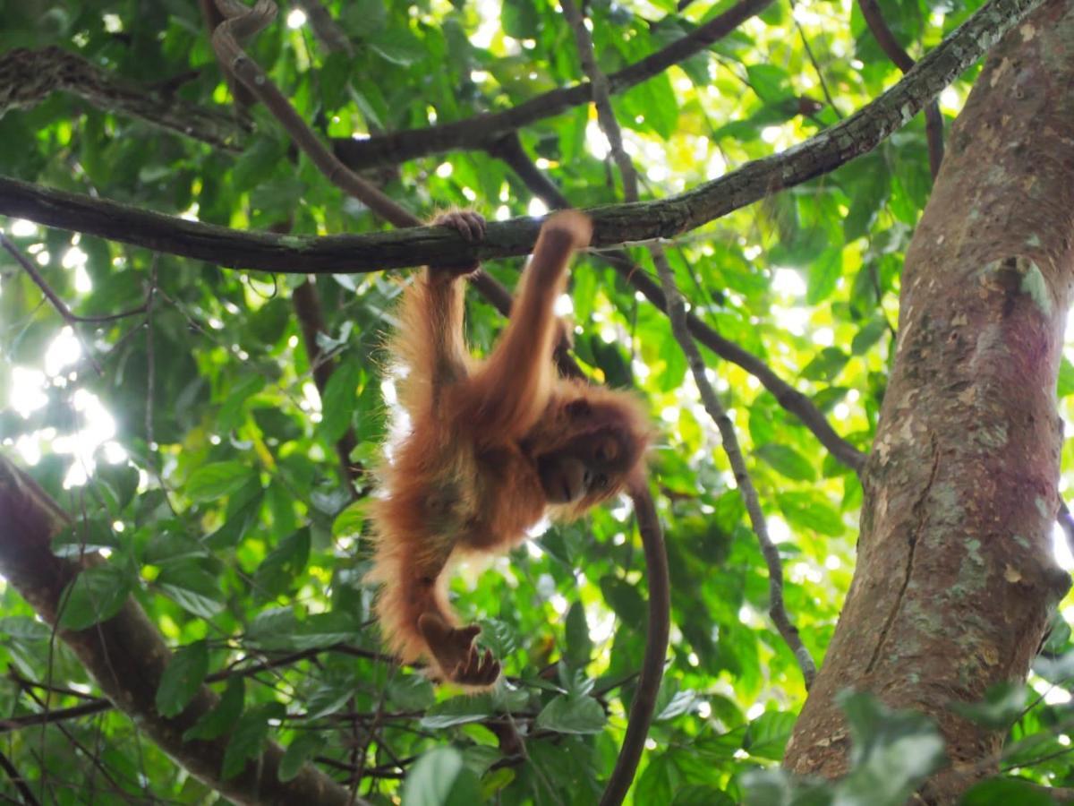 Lucky Bamboo'Bungalows-Resto And Orangutan Jungle Trekking Tours ブキットラワン エクステリア 写真