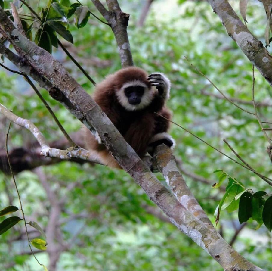 Lucky Bamboo'Bungalows-Resto And Orangutan Jungle Trekking Tours ブキットラワン エクステリア 写真