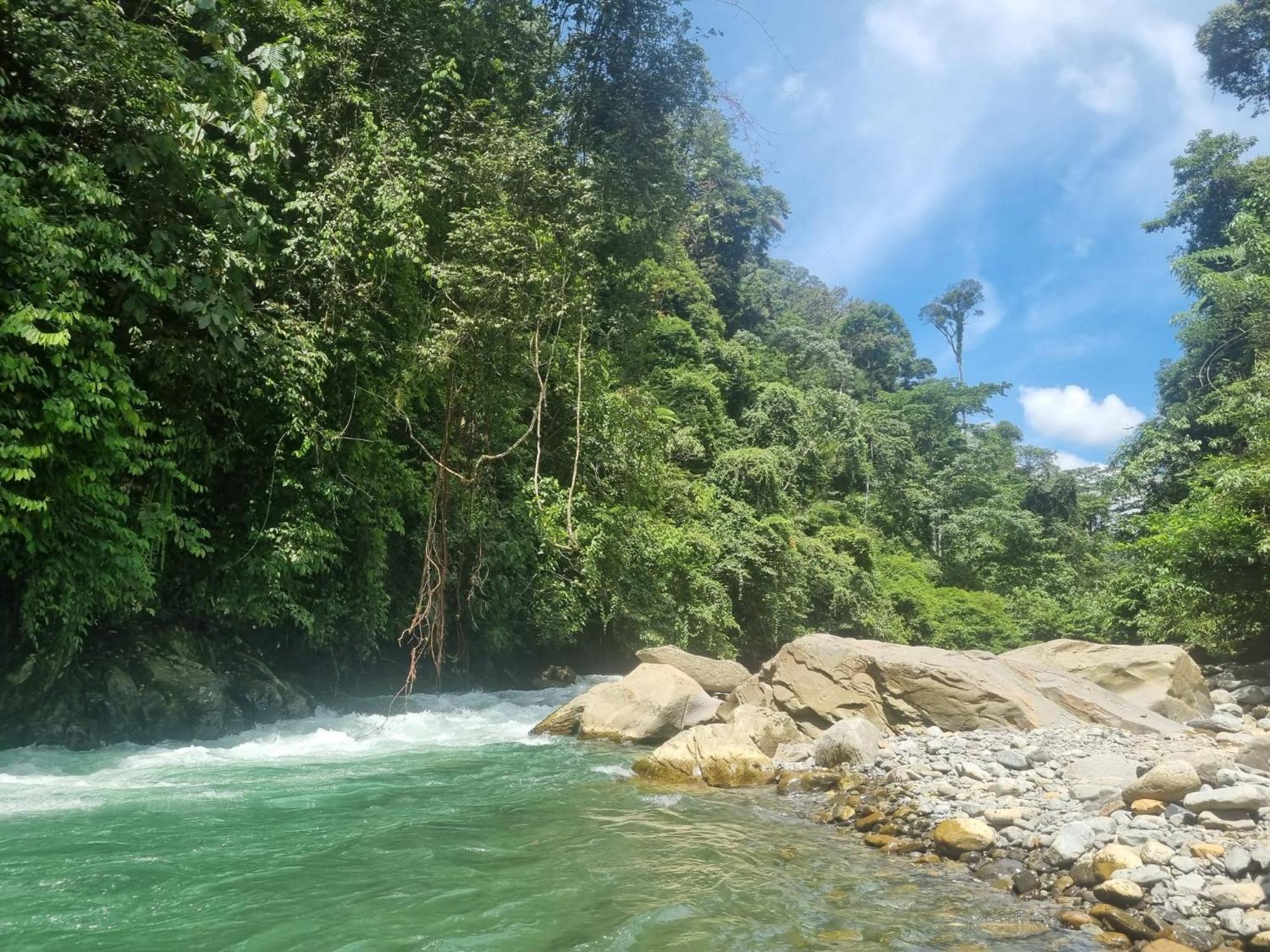 Lucky Bamboo'Bungalows-Resto And Orangutan Jungle Trekking Tours ブキットラワン エクステリア 写真