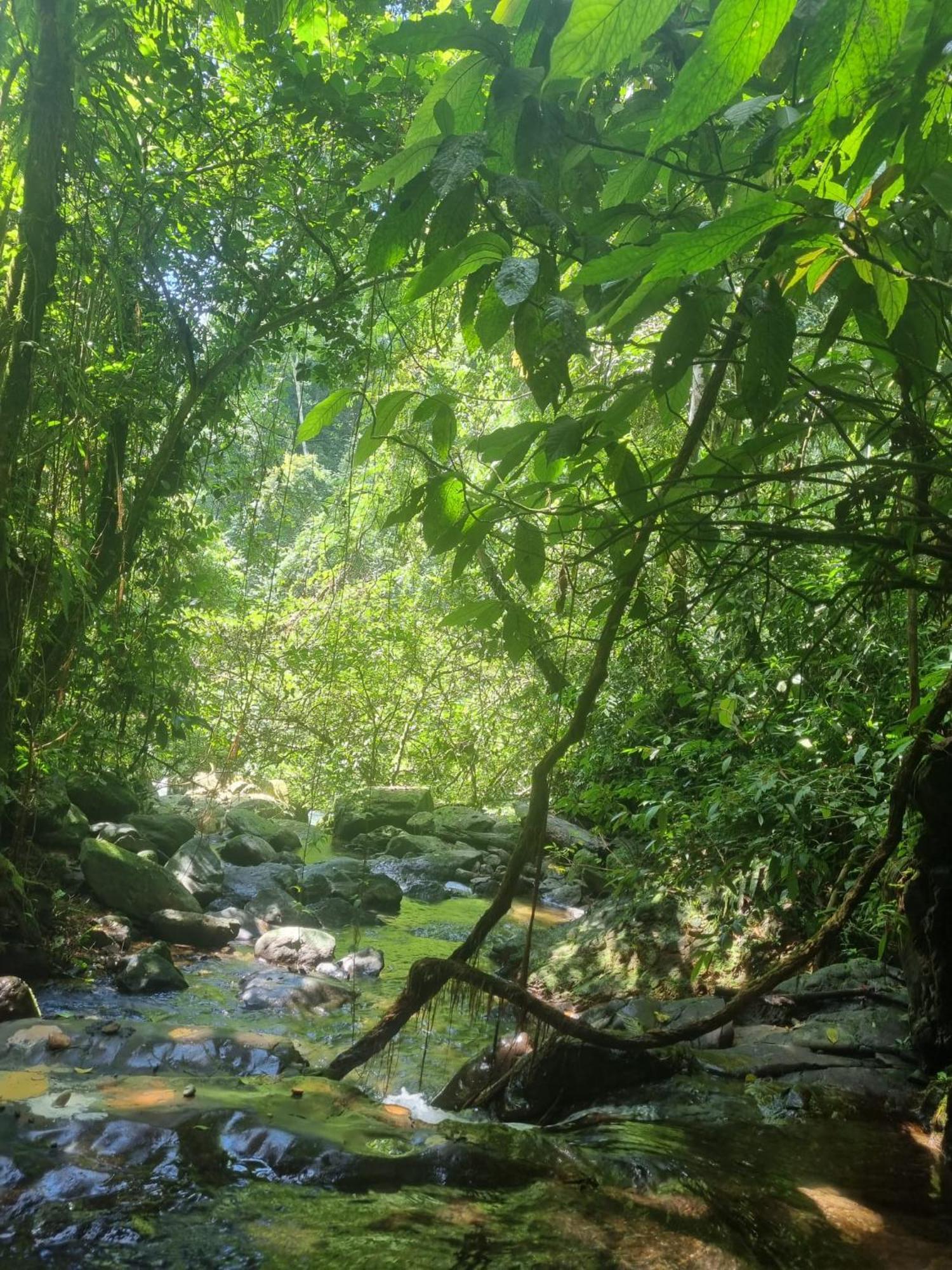 Lucky Bamboo'Bungalows-Resto And Orangutan Jungle Trekking Tours ブキットラワン エクステリア 写真