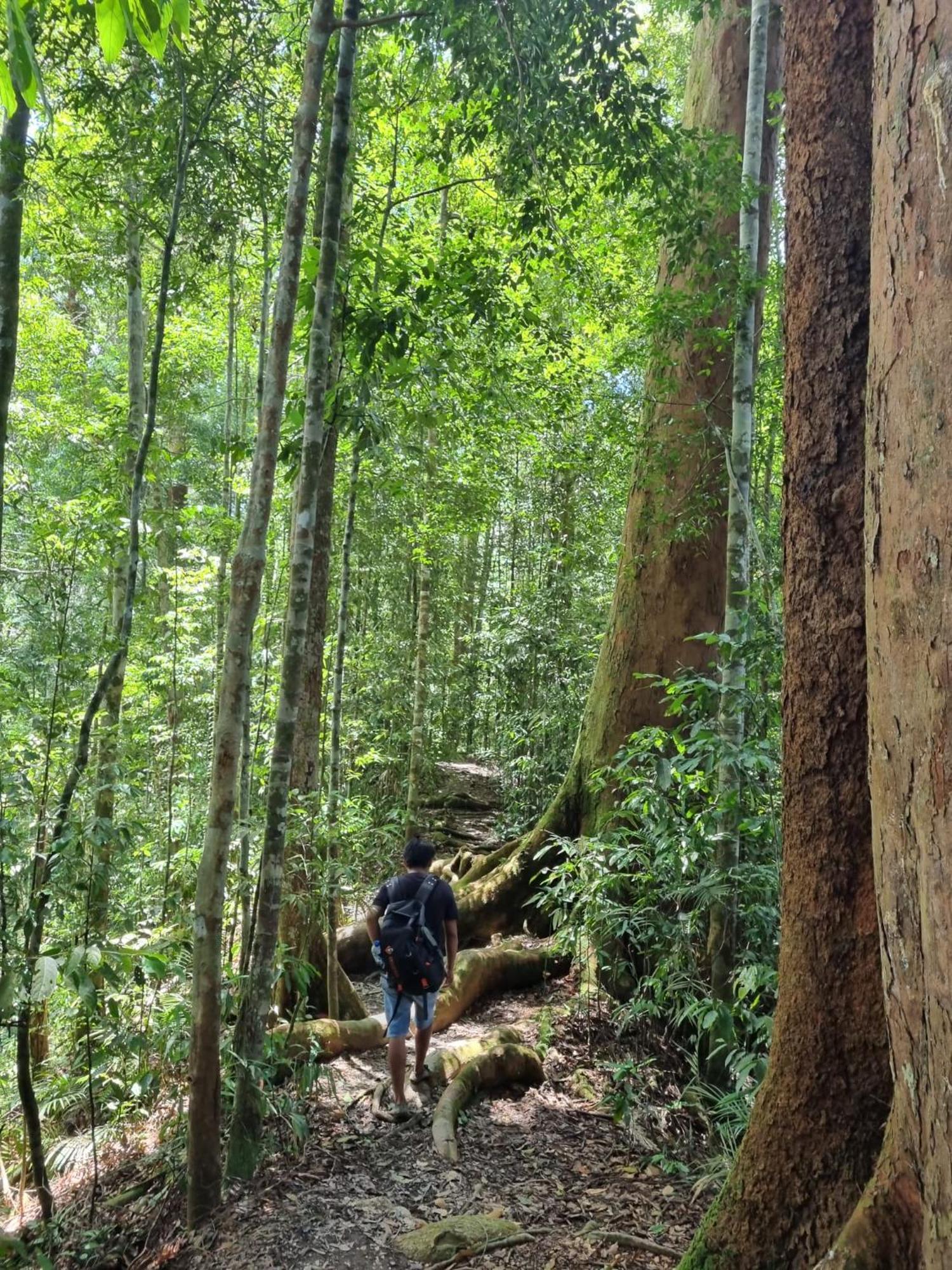 Lucky Bamboo'Bungalows-Resto And Orangutan Jungle Trekking Tours ブキットラワン エクステリア 写真