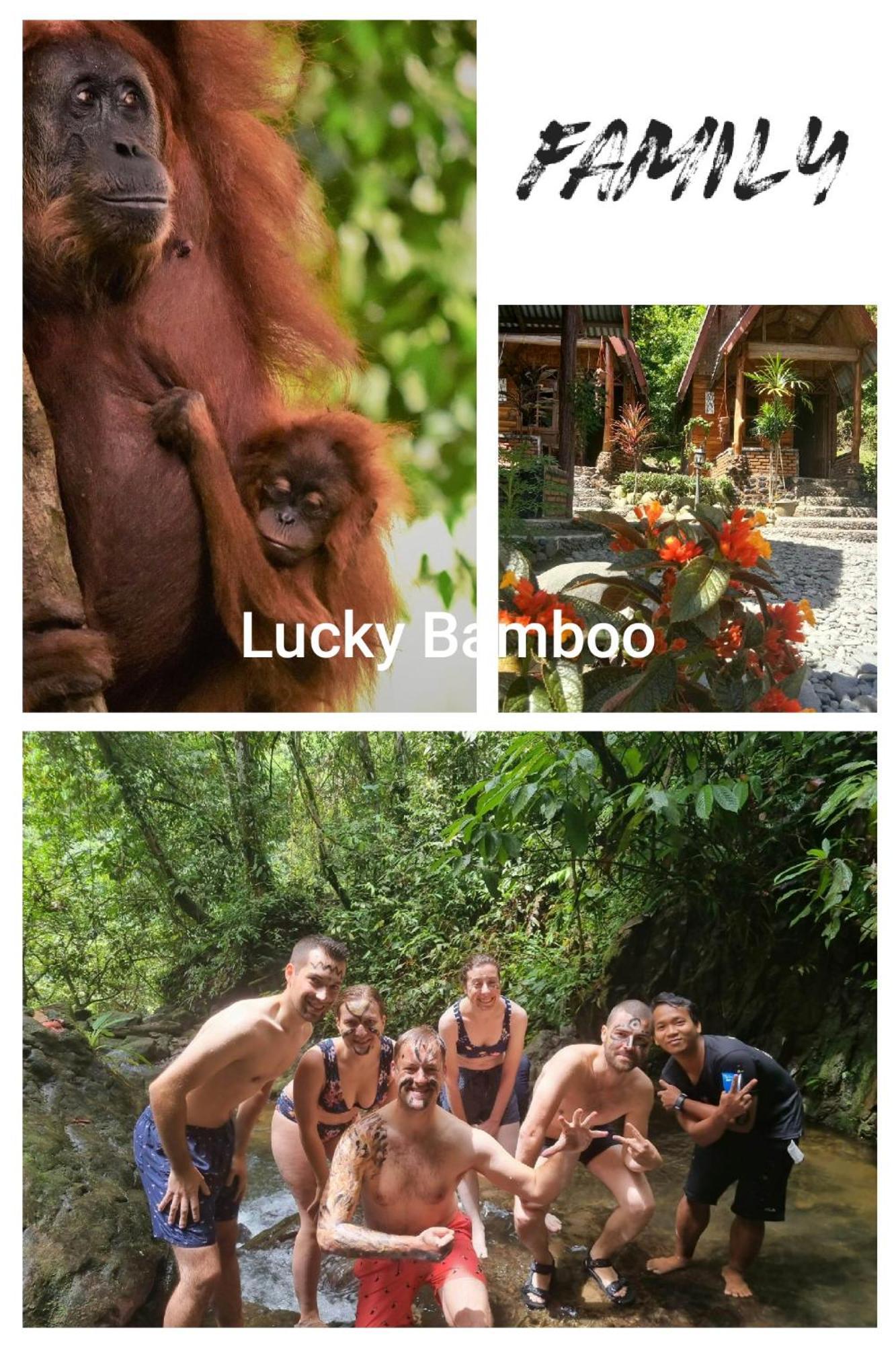 Lucky Bamboo'Bungalows-Resto And Orangutan Jungle Trekking Tours ブキットラワン エクステリア 写真