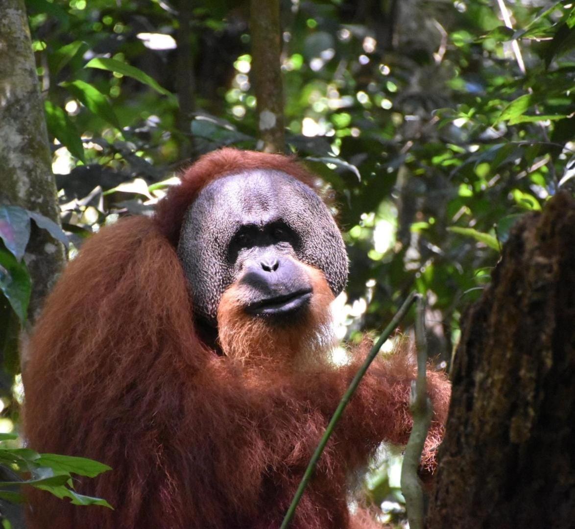 Lucky Bamboo'Bungalows-Resto And Orangutan Jungle Trekking Tours ブキットラワン エクステリア 写真