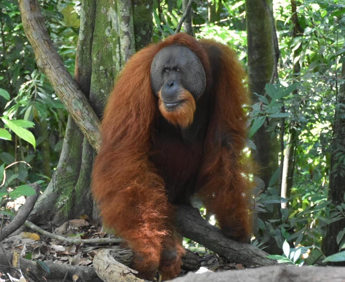 Lucky Bamboo'Bungalows-Resto And Orangutan Jungle Trekking Tours ブキットラワン エクステリア 写真