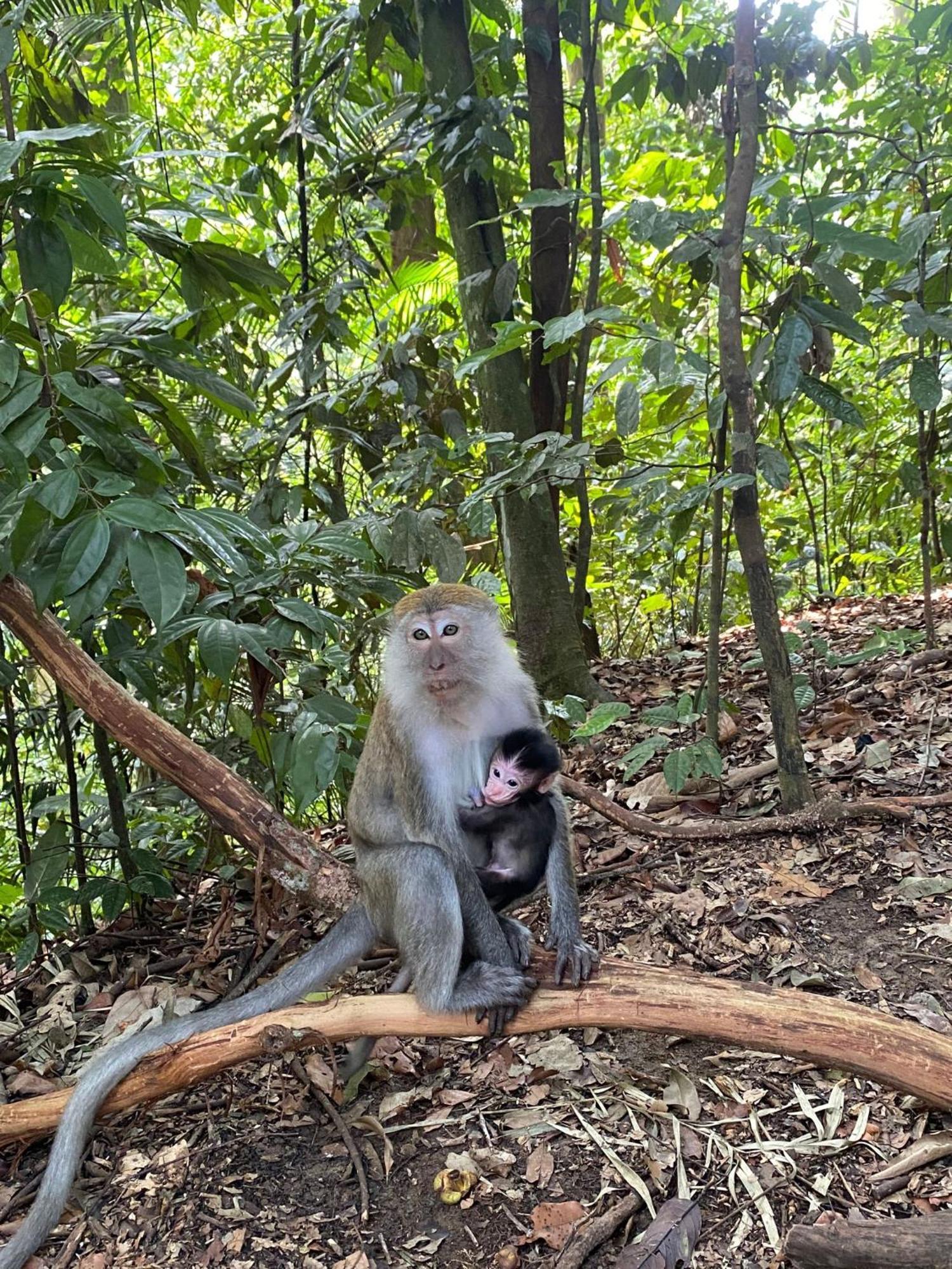 Lucky Bamboo'Bungalows-Resto And Orangutan Jungle Trekking Tours ブキットラワン エクステリア 写真
