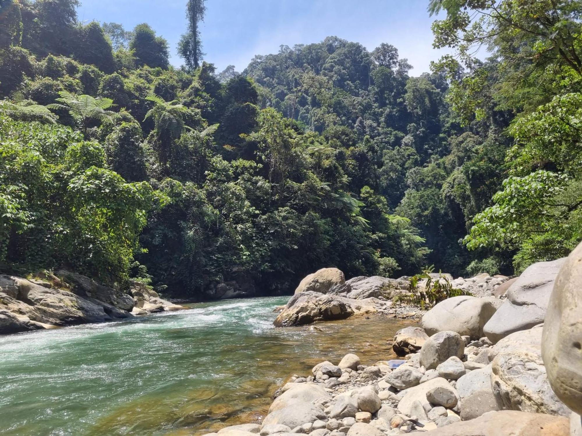 Lucky Bamboo'Bungalows-Resto And Orangutan Jungle Trekking Tours ブキットラワン エクステリア 写真