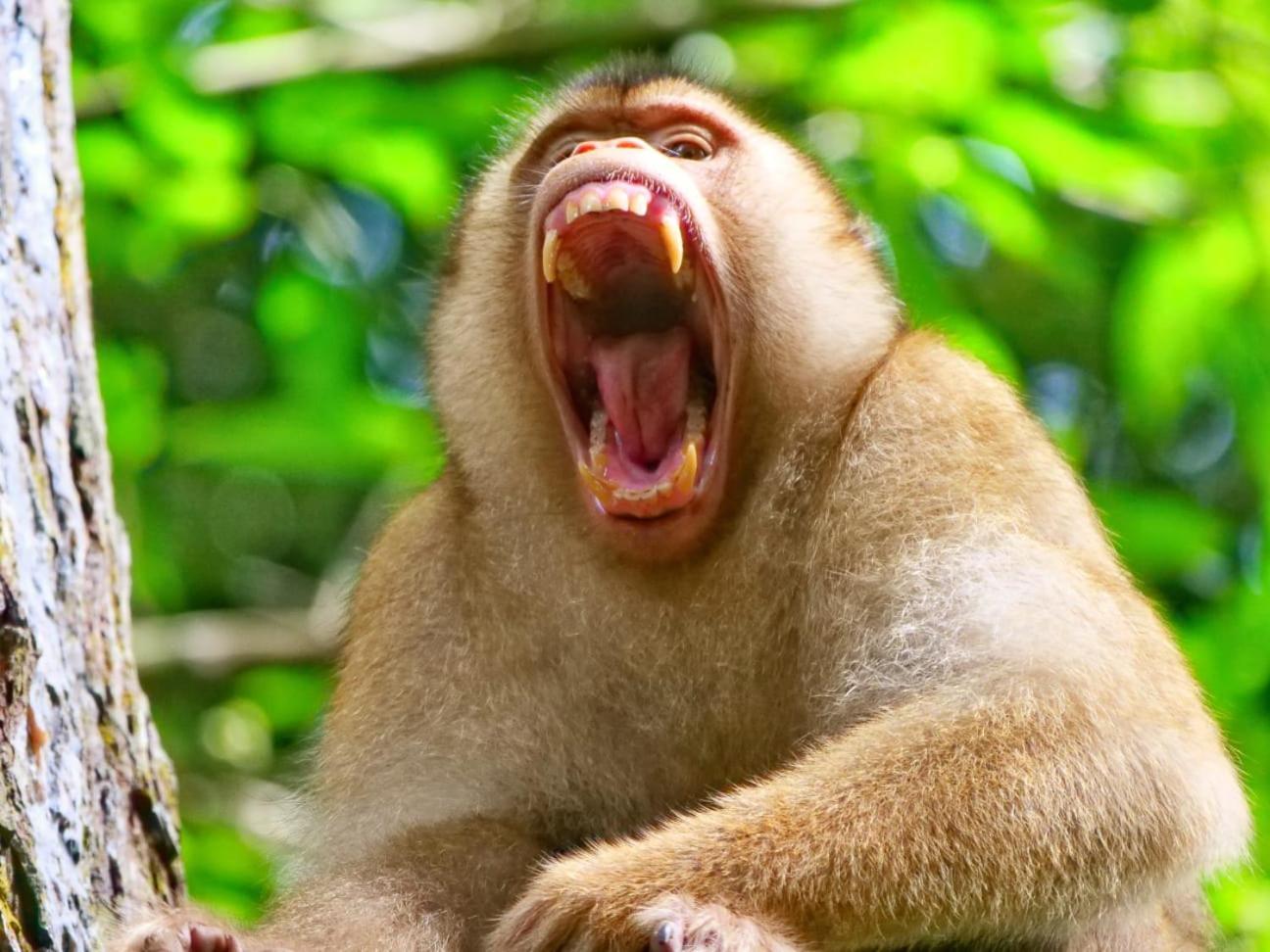 Lucky Bamboo'Bungalows-Resto And Orangutan Jungle Trekking Tours ブキットラワン エクステリア 写真