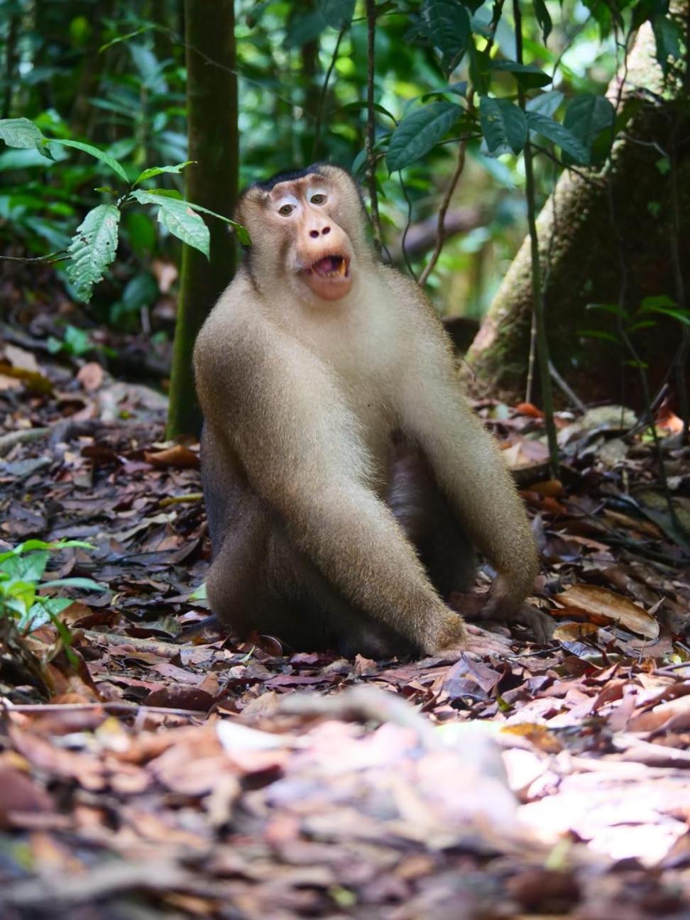 Lucky Bamboo'Bungalows-Resto And Orangutan Jungle Trekking Tours ブキットラワン エクステリア 写真
