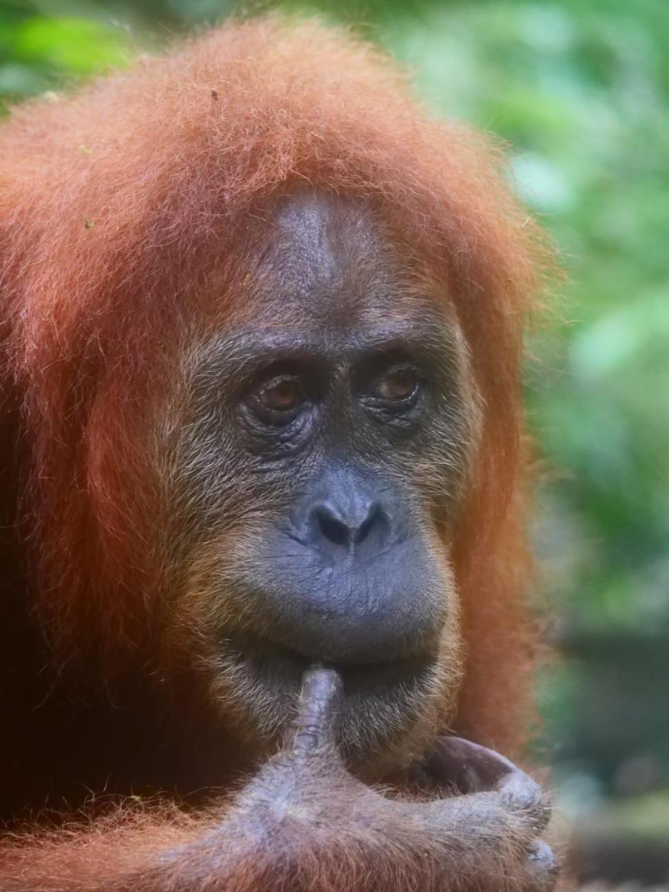 Lucky Bamboo'Bungalows-Resto And Orangutan Jungle Trekking Tours ブキットラワン エクステリア 写真