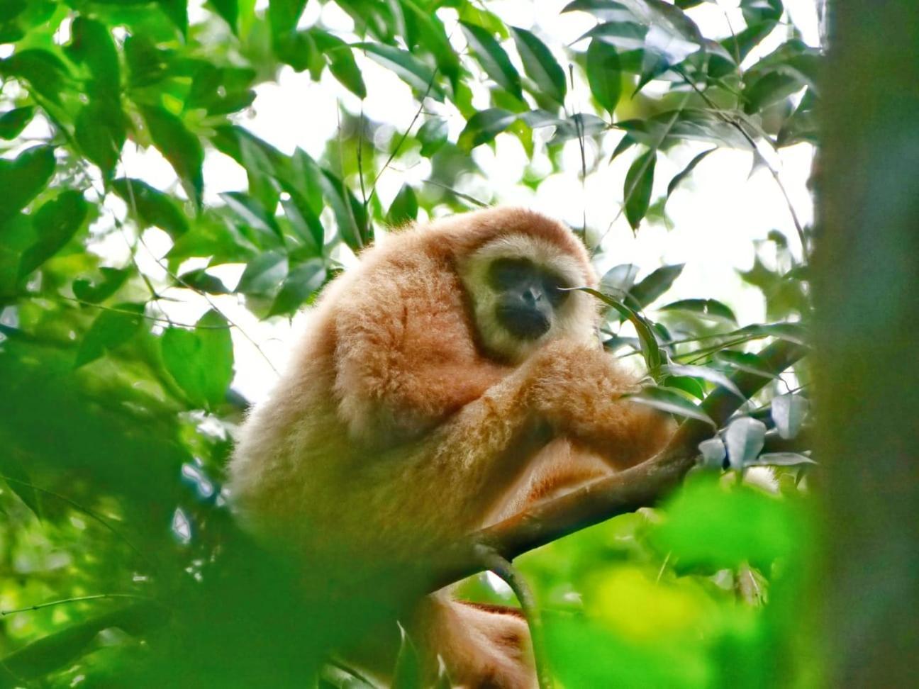 Lucky Bamboo'Bungalows-Resto And Orangutan Jungle Trekking Tours ブキットラワン エクステリア 写真