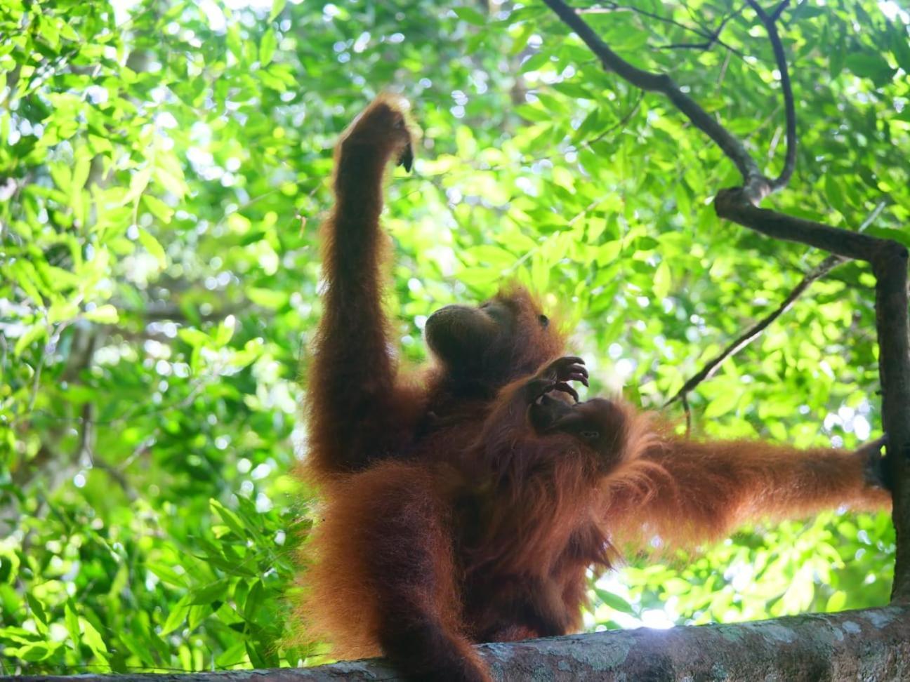 Lucky Bamboo'Bungalows-Resto And Orangutan Jungle Trekking Tours ブキットラワン エクステリア 写真