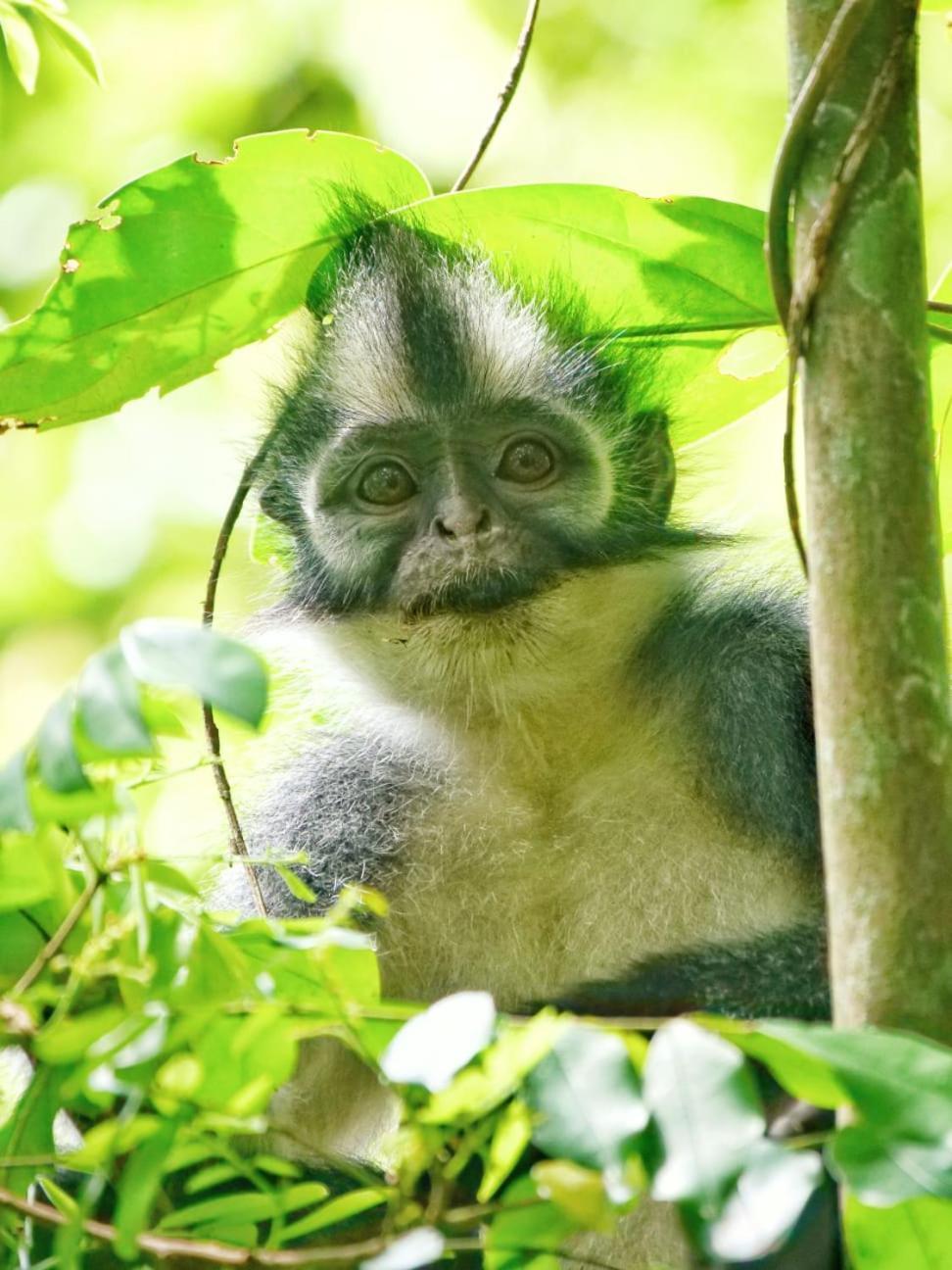 Lucky Bamboo'Bungalows-Resto And Orangutan Jungle Trekking Tours ブキットラワン エクステリア 写真