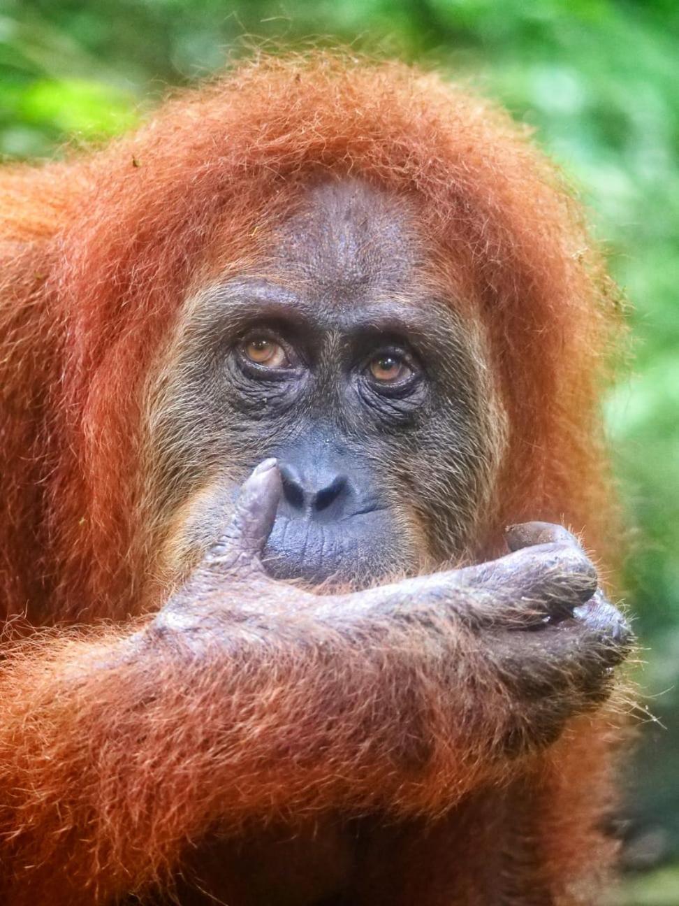 Lucky Bamboo'Bungalows-Resto And Orangutan Jungle Trekking Tours ブキットラワン エクステリア 写真